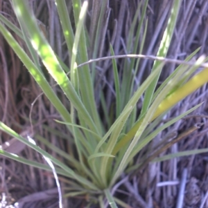 Stylidium graminifolium at Majura, ACT - 17 Nov 2016 08:11 AM