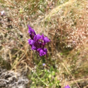 Linaria pelisseriana at Springrange, NSW - 17 Nov 2016