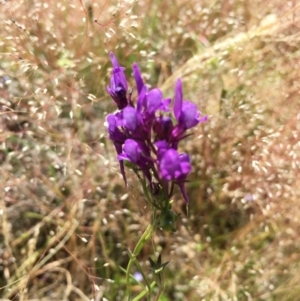 Linaria pelisseriana at Springrange, NSW - 17 Nov 2016 02:20 PM