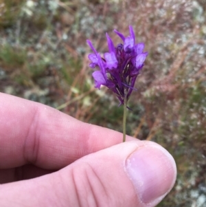 Linaria pelisseriana at Springrange, NSW - 17 Nov 2016 06:04 PM