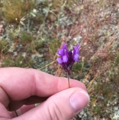 Linaria pelisseriana at Springrange, NSW - 17 Nov 2016 06:04 PM