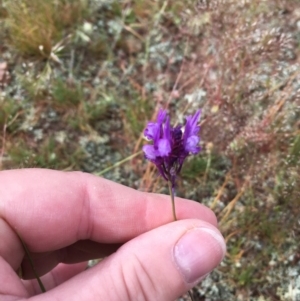 Linaria pelisseriana at Springrange, NSW - 17 Nov 2016 06:04 PM