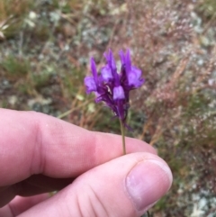 Linaria pelisseriana at Springrange, NSW - 17 Nov 2016