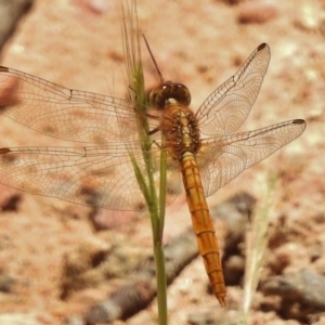 Diplacodes haematodes at Bullen Range - 17 Nov 2016