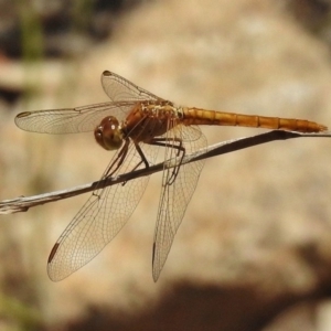 Diplacodes haematodes at Bullen Range - 17 Nov 2016