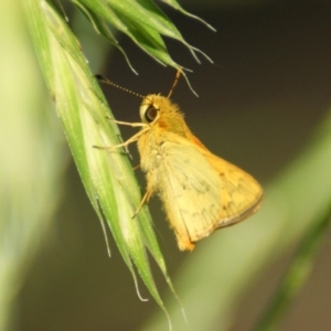 Ocybadistes walkeri at Narrabundah, ACT - 17 Nov 2016