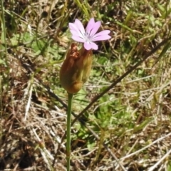 Petrorhagia nanteuilii (Proliferous Pink, Childling Pink) at Bullen Range - 17 Nov 2016 by JohnBundock