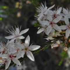 Calytrix tetragona (Common Fringe-myrtle) at Bullen Range - 17 Nov 2016 by JohnBundock