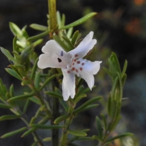 Westringia eremicola at Bullen Range - 17 Nov 2016 12:00 PM