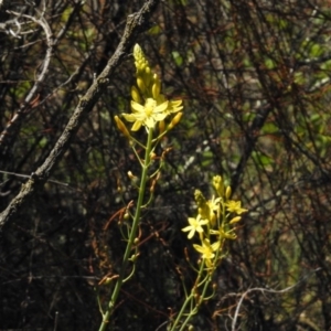 Bulbine glauca at Bullen Range - 17 Nov 2016 11:53 AM