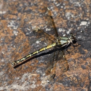 Diphlebia nymphoides at Tennent, ACT - 26 Dec 2014