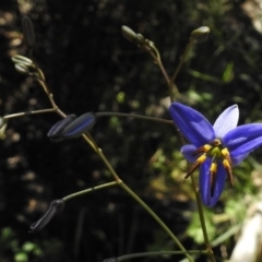 Dianella revoluta var. revoluta (Black-Anther Flax Lily) at Bullen Range - 17 Nov 2016 by JohnBundock