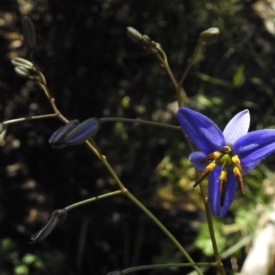 Dianella revoluta var. revoluta (Black-Anther Flax Lily) at Bullen Range - 17 Nov 2016 by JohnBundock