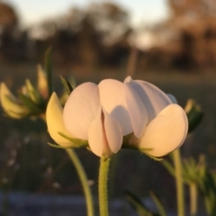 Lotus australis (Austral Trefoil) at Googong, NSW - 18 Nov 2016 by Wandiyali