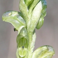 Hymenochilus cycnocephalus (Swan greenhood) at Kambah, ACT - 17 Oct 2009 by MatthewFrawley