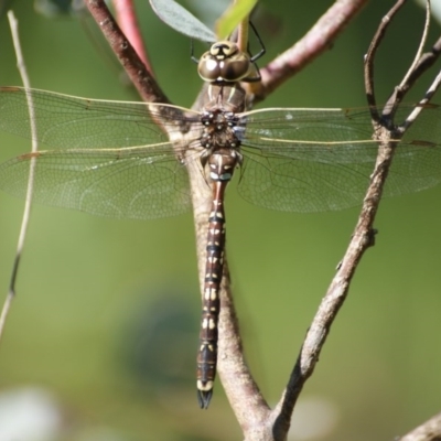 Adversaeschna brevistyla (Blue-spotted Hawker) at Red Hill, ACT - 17 Nov 2016 by roymcd