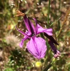 Arthropodium fimbriatum (Nodding Chocolate Lily) at Mount Taylor - 18 Nov 2016 by George