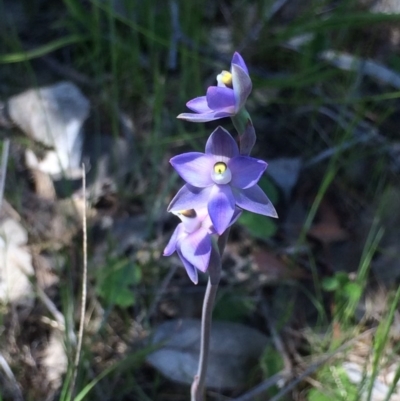 Thelymitra pauciflora (Slender Sun Orchid) at Mount Taylor - 18 Nov 2016 by George