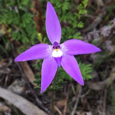 Glossodia major (Wax Lip Orchid) at Mount Taylor - 18 Nov 2016 by George