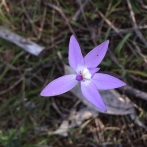 Glossodia major at Kambah, ACT - 18 Nov 2016