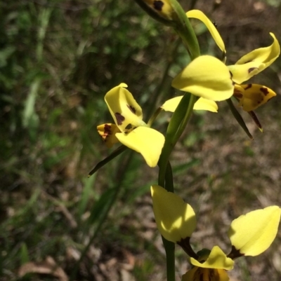 Diuris sulphurea (Tiger Orchid) at Kambah, ACT - 18 Nov 2016 by George