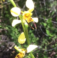 Diuris sulphurea at Kambah, ACT - suppressed