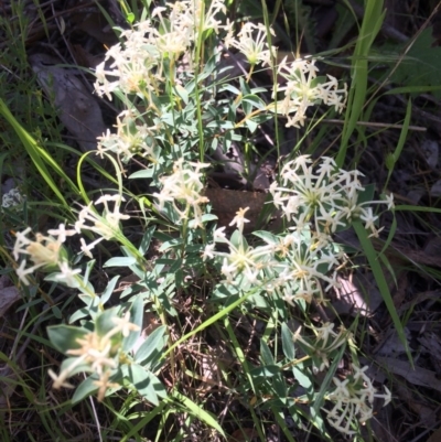 Pimelea linifolia subsp. linifolia (Queen of the Bush, Slender Rice-flower) at Mount Taylor - 18 Nov 2016 by George