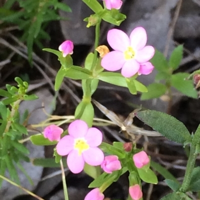 Centaurium sp. (Centaury) at Mount Taylor - 18 Nov 2016 by George