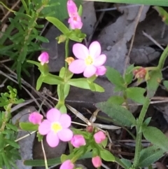 Centaurium sp. at Chifley, ACT - 18 Nov 2016