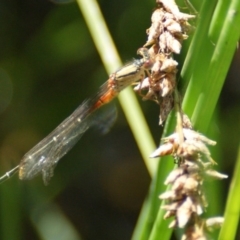 Xanthagrion erythroneurum (Red & Blue Damsel) at Jerrabomberra, ACT - 11 Nov 2016 by roymcd