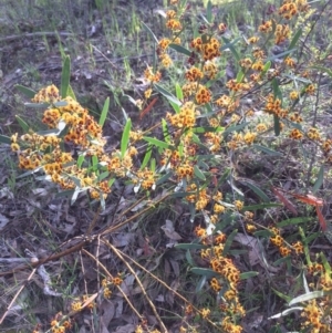 Daviesia leptophylla at Chifley, ACT - 18 Nov 2016