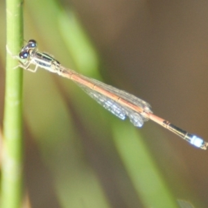 Ischnura aurora at Jerrabomberra, ACT - 11 Nov 2016