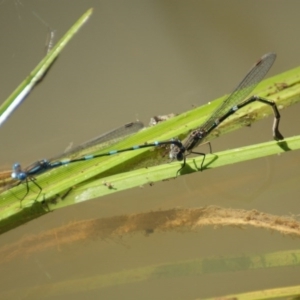 Austrolestes leda at Jerrabomberra, ACT - 11 Nov 2016