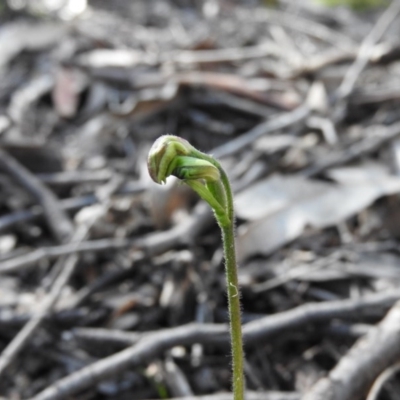 Caladenia carnea (Pink Fingers) - 1 Jan 1900 by ArcherCallaway