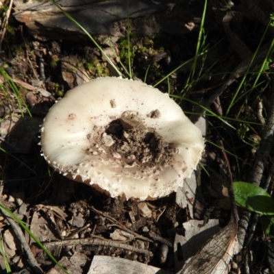 Amanita sp. (Amanita sp.) at Burrinjuck, NSW - 28 Sep 2016 by RyuCallaway