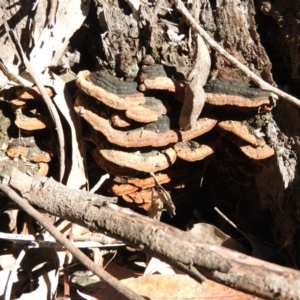 zz Polypore (shelf/hoof-like) at Burrinjuck, NSW - 28 Sep 2016