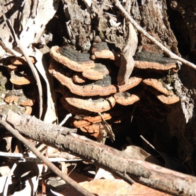 zz Polypore (shelf/hoof-like) at Burrinjuck, NSW - 28 Sep 2016 by RyuCallaway