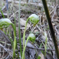 Pterostylis nutans (Nodding Greenhood) at Burrinjuck, NSW - 28 Sep 2016 by RyuCallaway