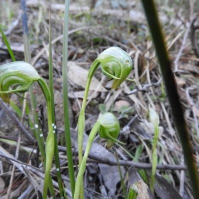 Pterostylis nutans (Nodding Greenhood) at Burrinjuck, NSW - 28 Sep 2016 by ArcherCallaway