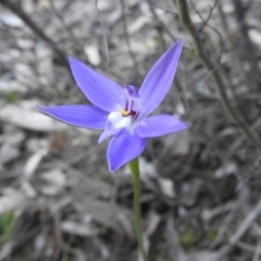 Glossodia major (Wax Lip Orchid) at Burrinjuck, NSW - 28 Sep 2016 by ArcherCallaway