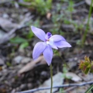 Glossodia major at Burrinjuck, NSW - suppressed