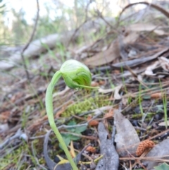 Pterostylis nutans (Nodding Greenhood) at Burrinjuck, NSW - 28 Sep 2016 by RyuCallaway