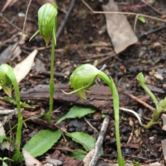 Pterostylis nutans (Nodding Greenhood) at Burrinjuck, NSW - 29 Sep 2016 by RyuCallaway