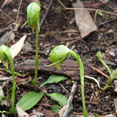 Pterostylis nutans (Nodding Greenhood) at Burrinjuck, NSW - 29 Sep 2016 by RyuCallaway