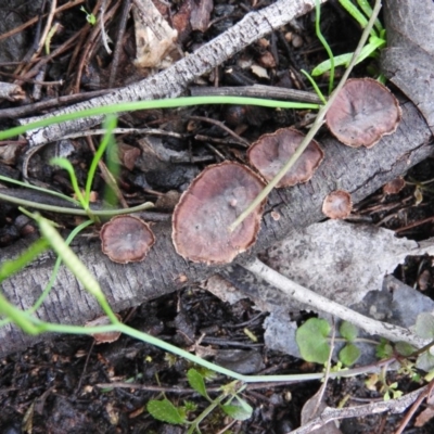 Xylobolus illudens (Purplish Stereum) at Burrinjuck, NSW - 29 Sep 2016 by ArcherCallaway