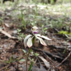 Caladenia ustulata (Brown Caps) at Burrinjuck, NSW - 29 Sep 2016 by RyuCallaway