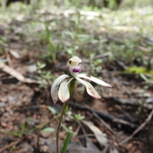 Caladenia ustulata at Burrinjuck, NSW - 29 Sep 2016