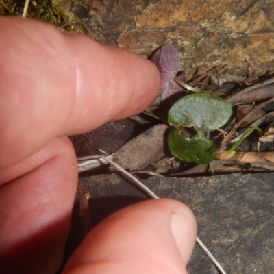 Acianthus sp. (Mayflower Orchid) at Point 5595 - 17 Nov 2016 by MichaelMulvaney