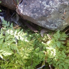 Cheilanthes austrotenuifolia (Rock Fern) at Point 5595 - 17 Nov 2016 by MichaelMulvaney