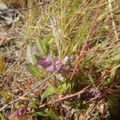 Polygala japonica (Dwarf Milkwort) at Googong, NSW - 18 Nov 2016 by MichaelMulvaney